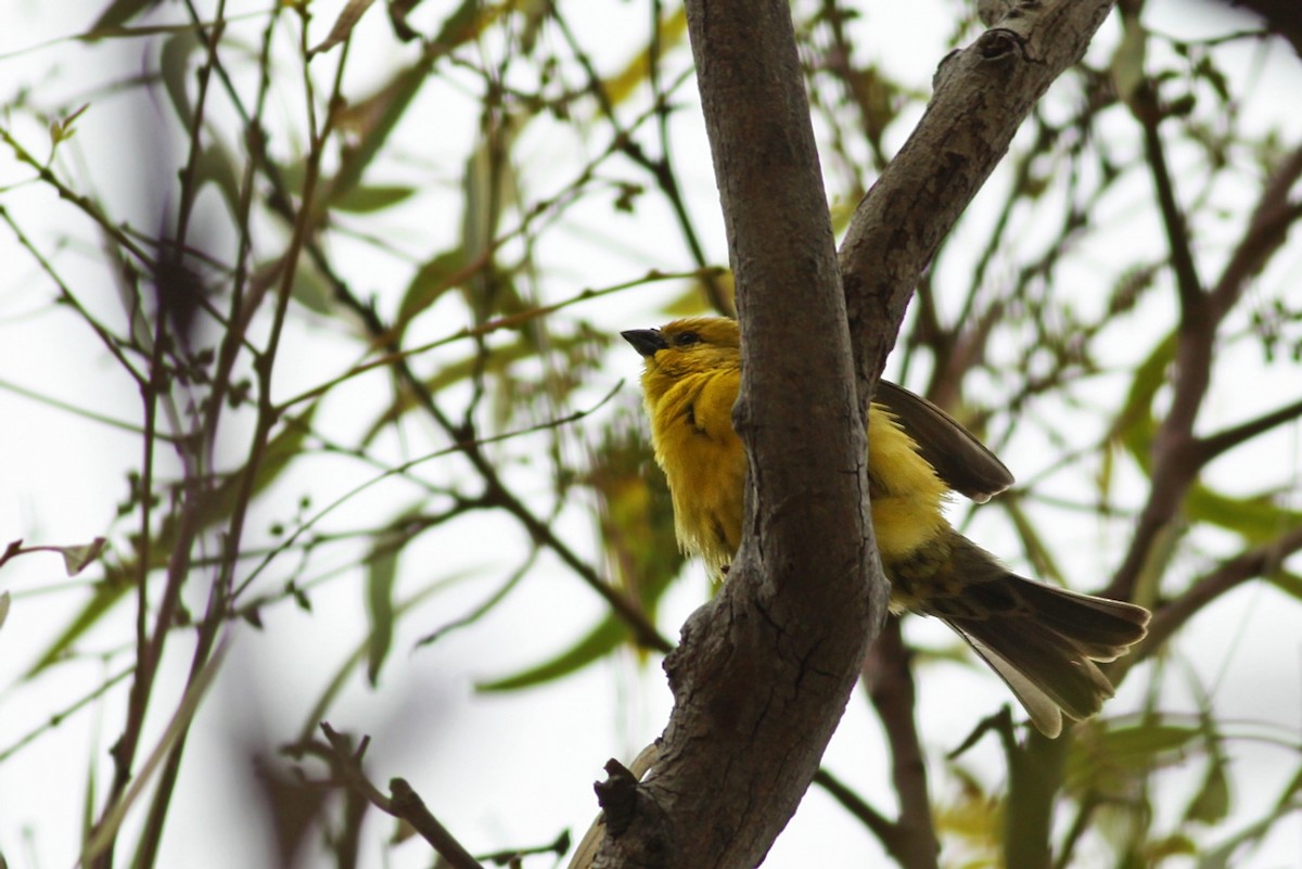 Sudan Golden Sparrow - ML339926961