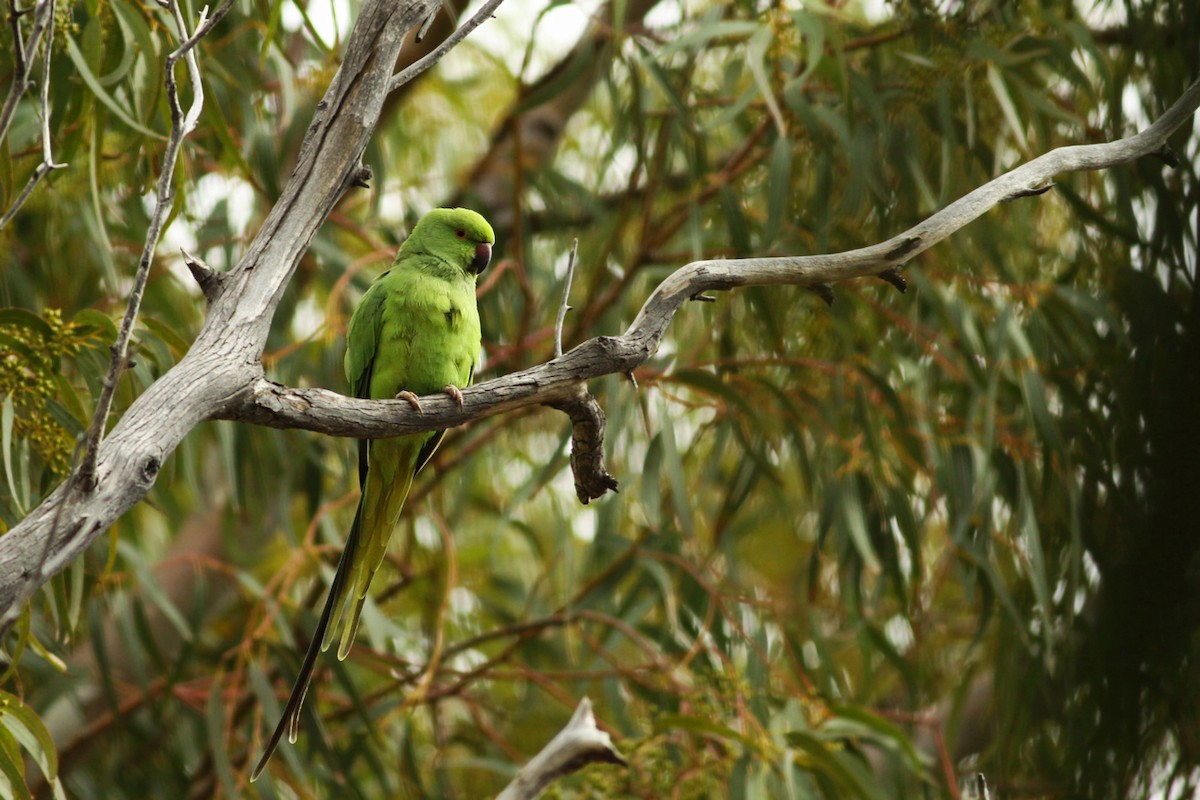 Rose-ringed Parakeet - ML339927021