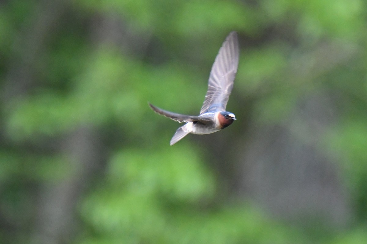 Cliff Swallow - Ron Hirsch