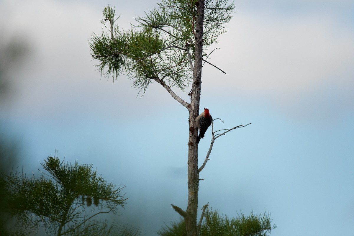 Red-bellied Woodpecker - ML339929261