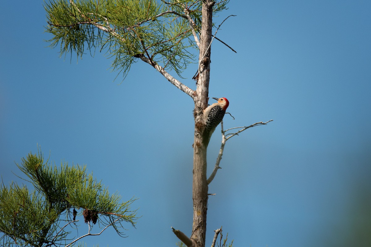 Red-bellied Woodpecker - ML339929771