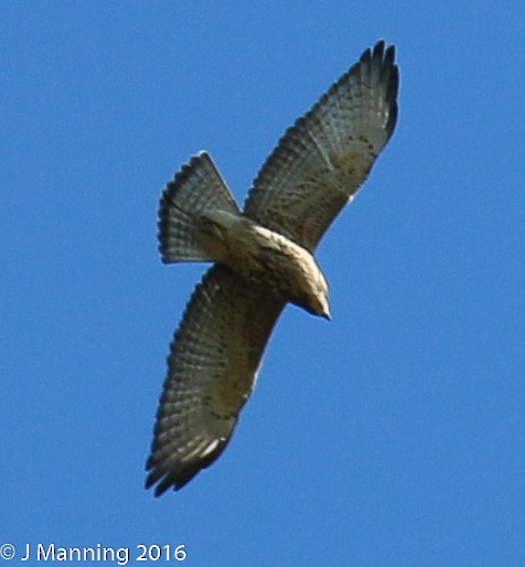 Broad-winged Hawk - ML33992981