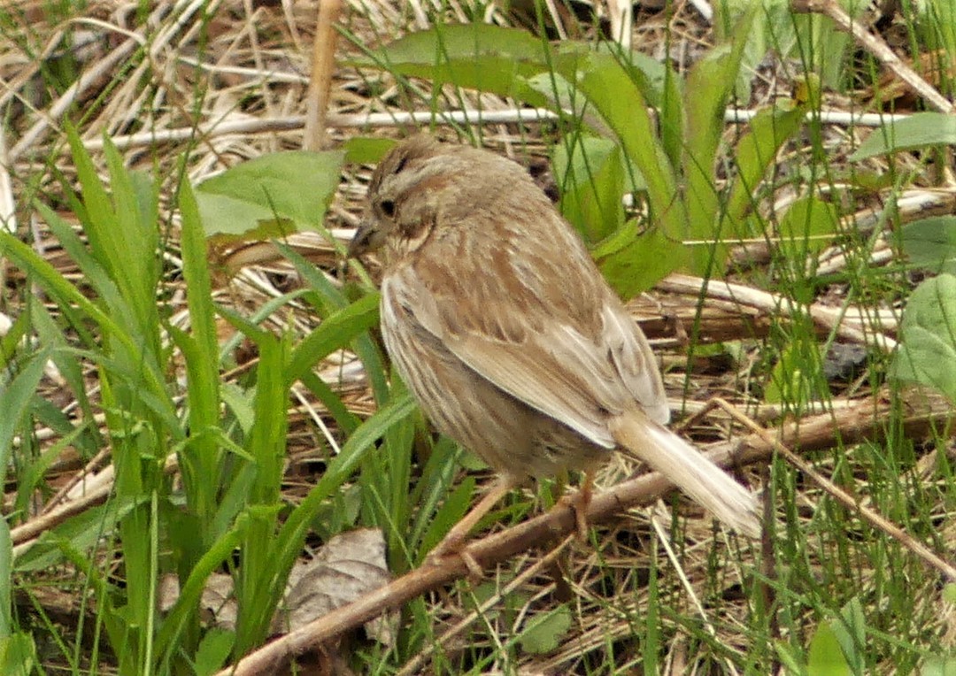 Song Sparrow - ML339930521