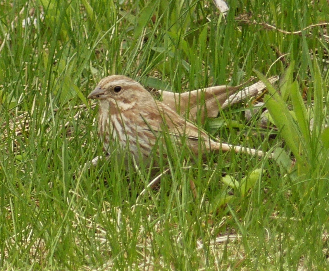 Song Sparrow - ML339930531