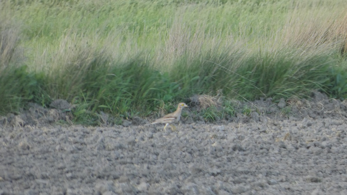 Eurasian Thick-knee - ML339931911