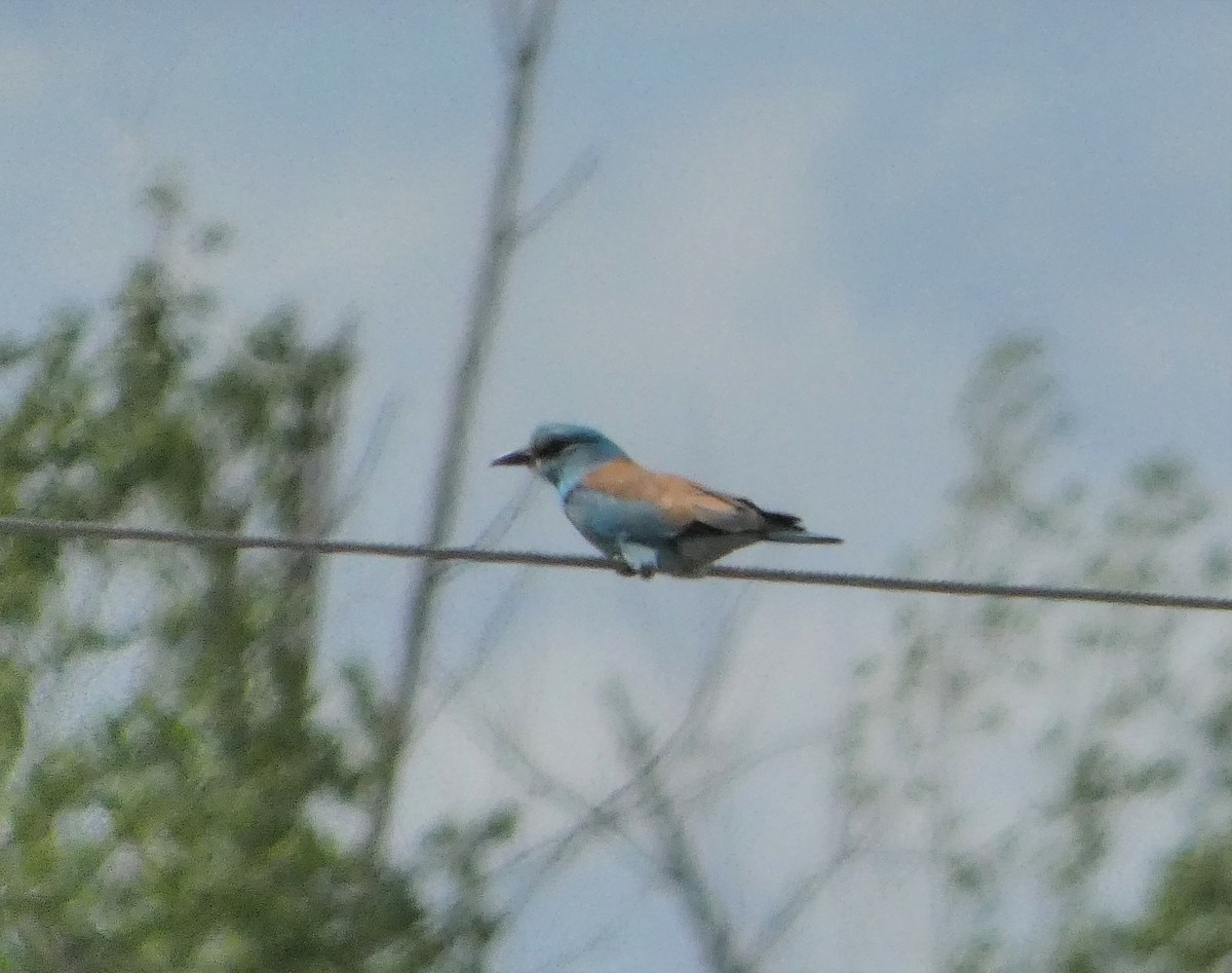 European Roller - ML339932221