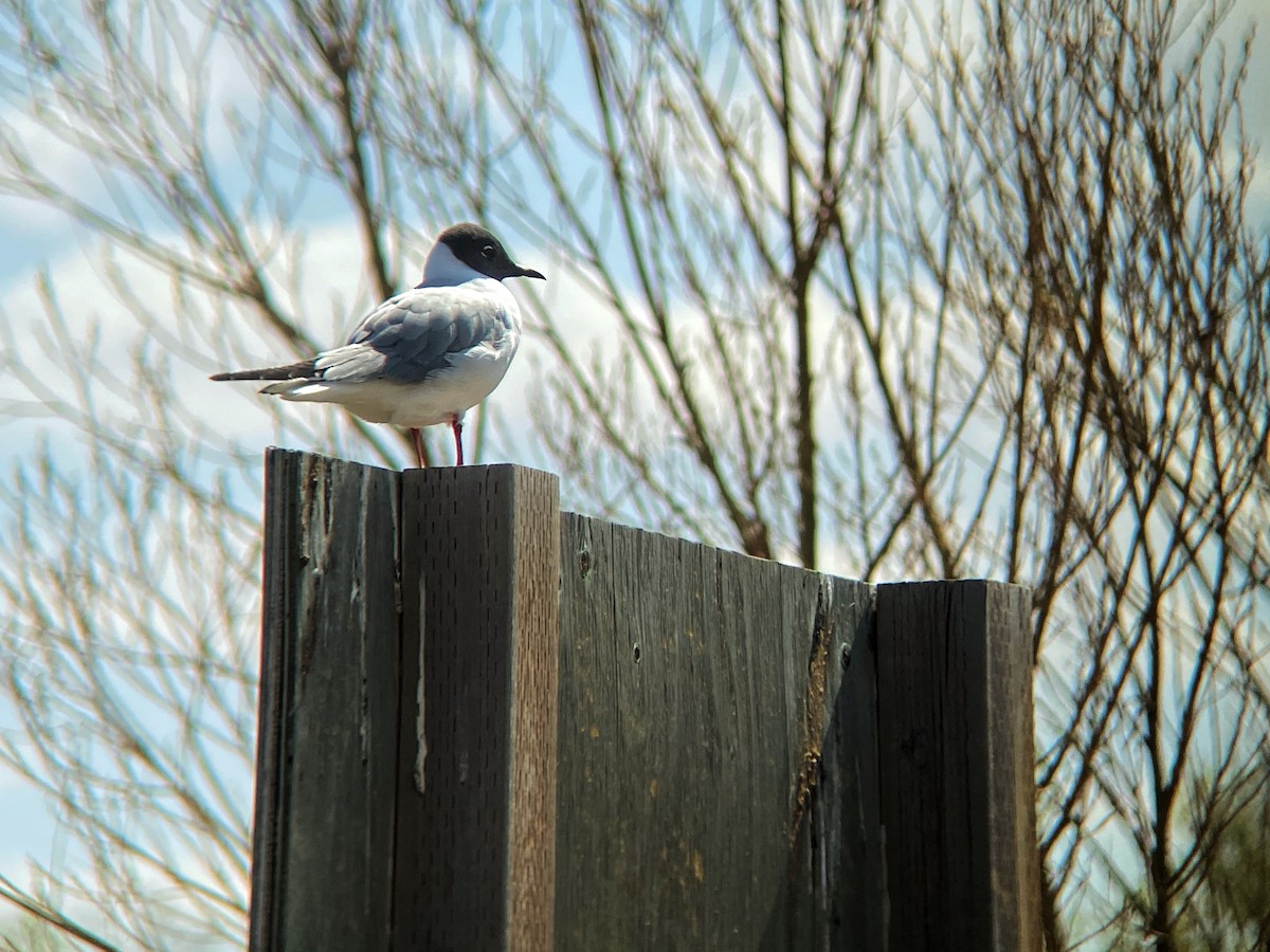 Bonaparte's Gull - ML339932671