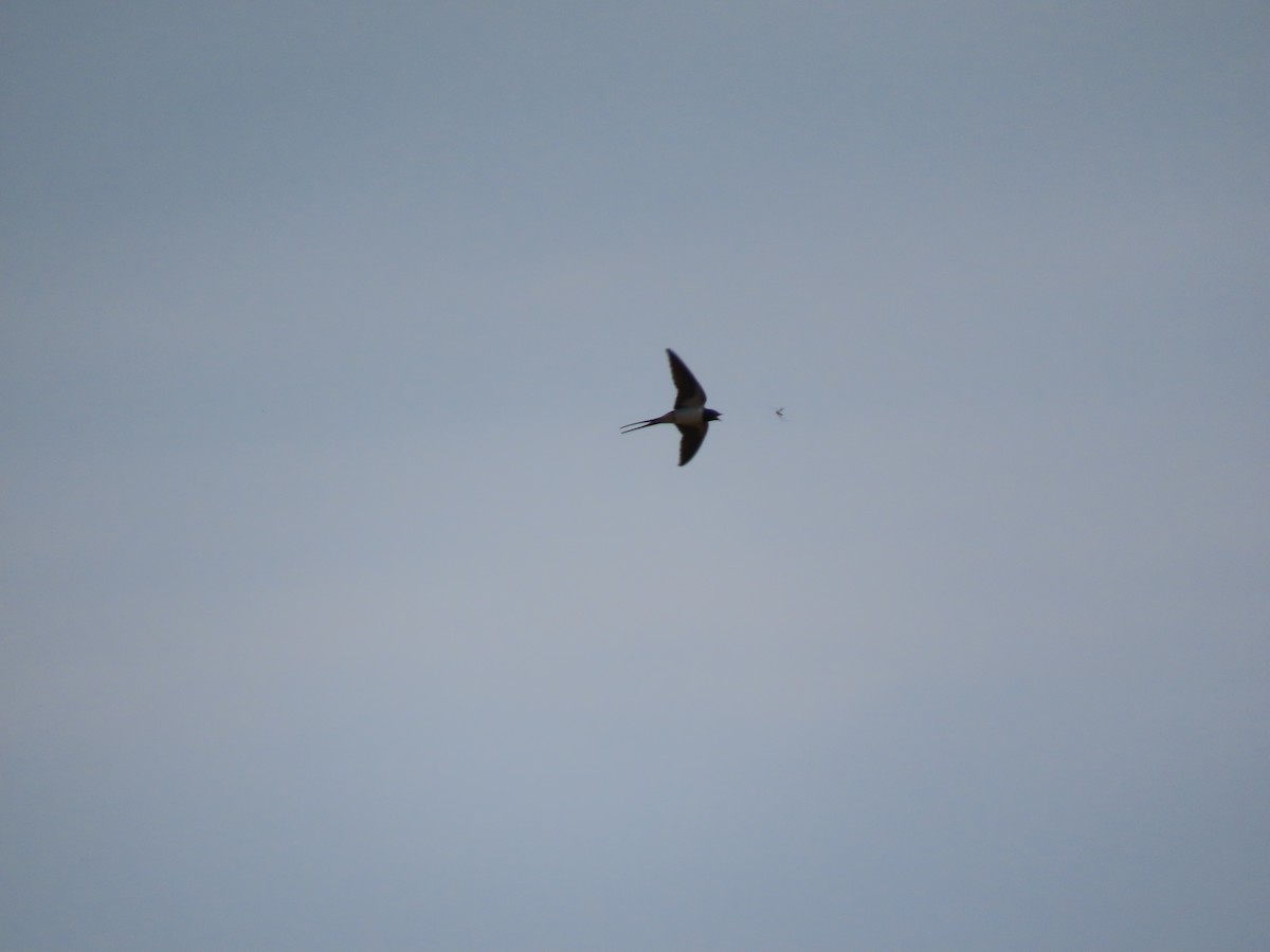 Barn Swallow - Zoe Leclerc