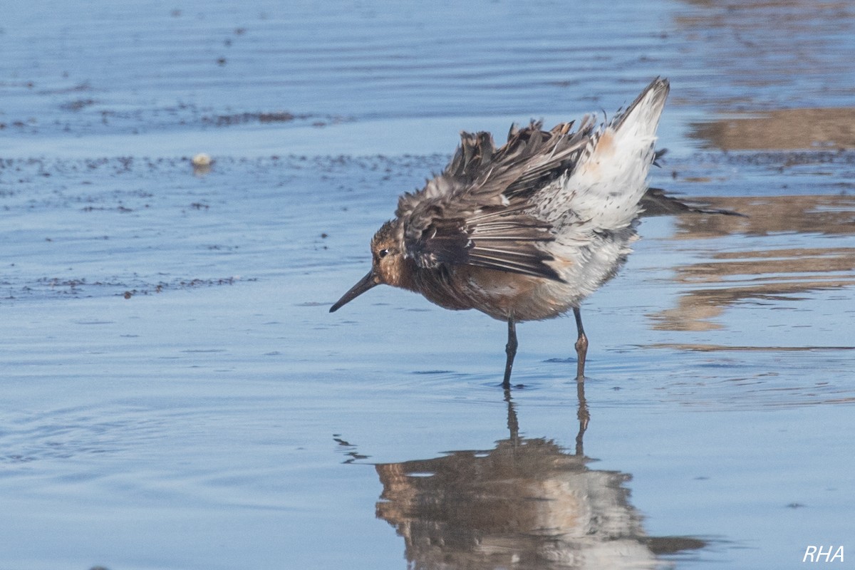 Red Knot - ML339935901