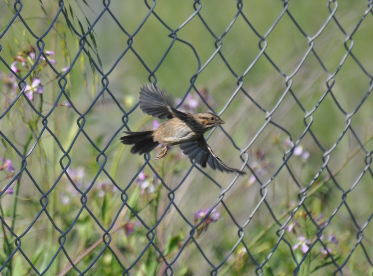 Song Sparrow - ML339935921