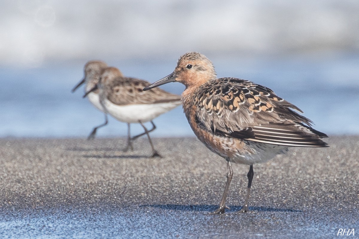 Red Knot - Roger Adamson