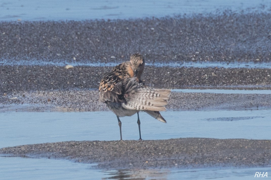 Red Knot - Roger Adamson