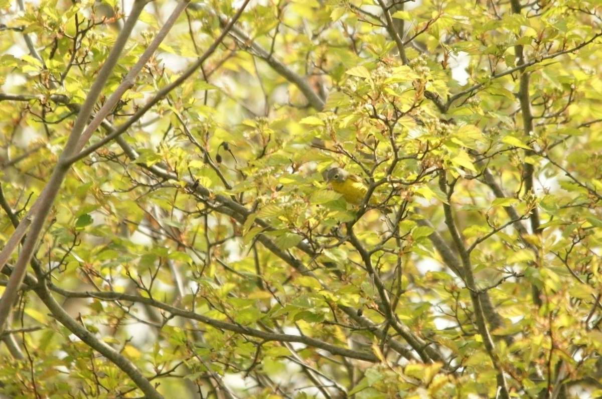 Nashville Warbler - ML33994081