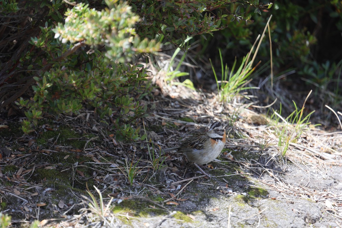 Rufous-collared Sparrow - ML339941001