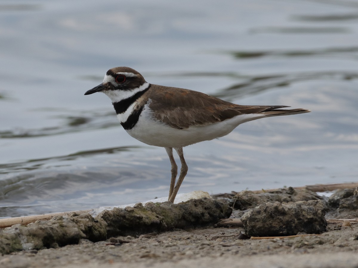 Killdeer - ML339944531