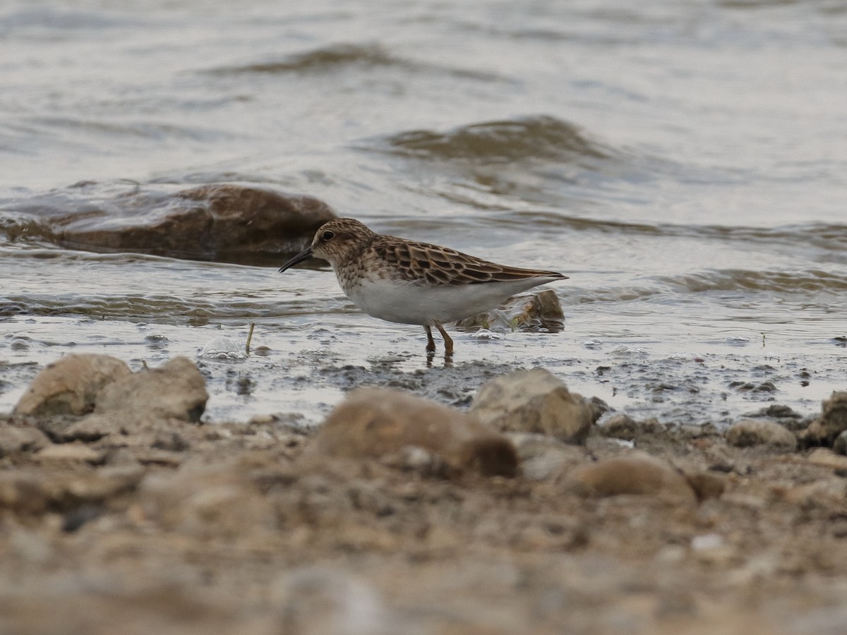 Least Sandpiper - ML339944541