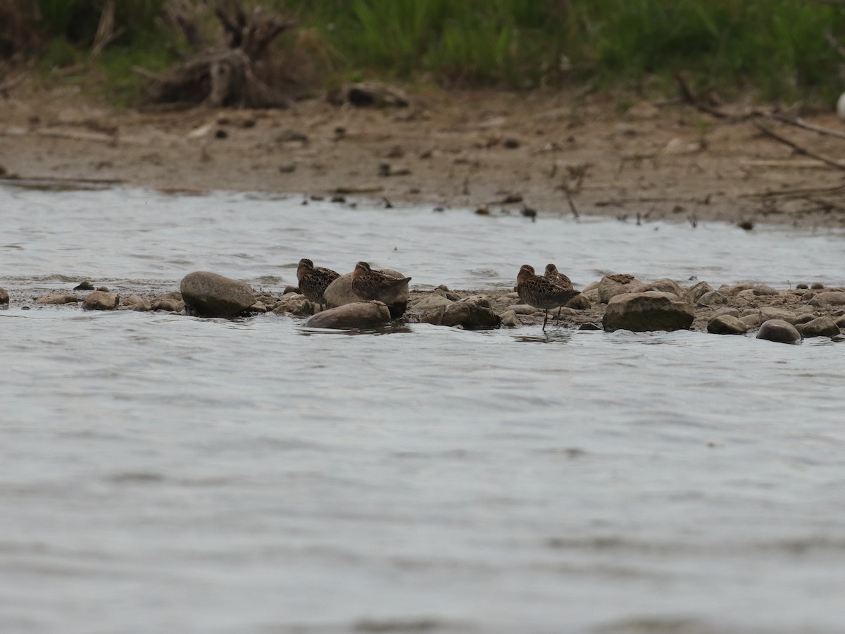 Short-billed Dowitcher - ML339944641