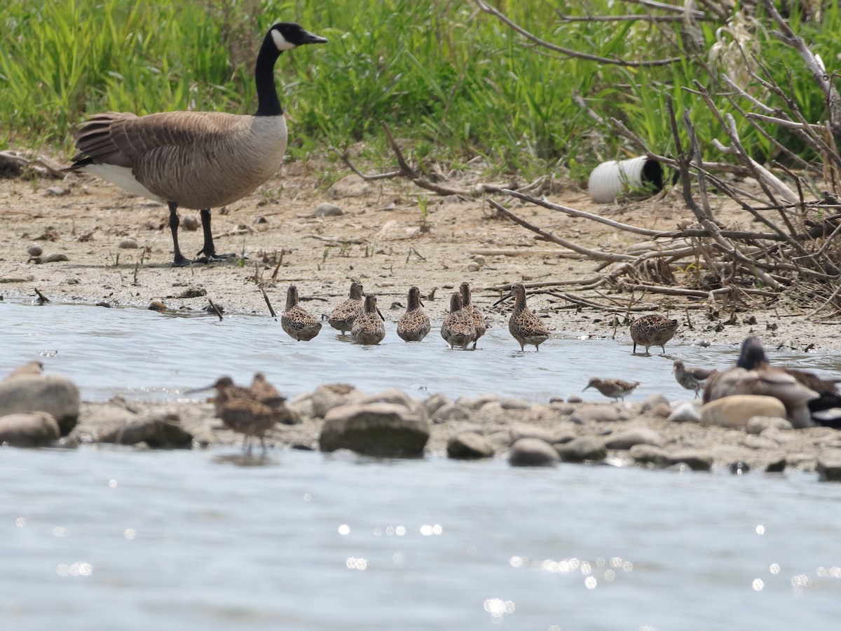 Short-billed Dowitcher - ML339944671