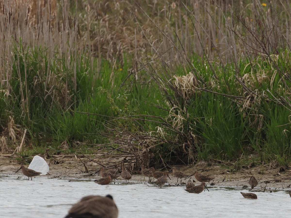 Short-billed Dowitcher - ML339944731