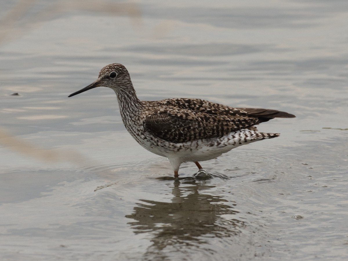 Lesser Yellowlegs - ML339944801