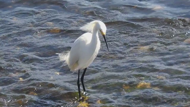 Snowy Egret - ML339944951