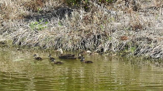 Mallard/Mottled Duck - ML339945021