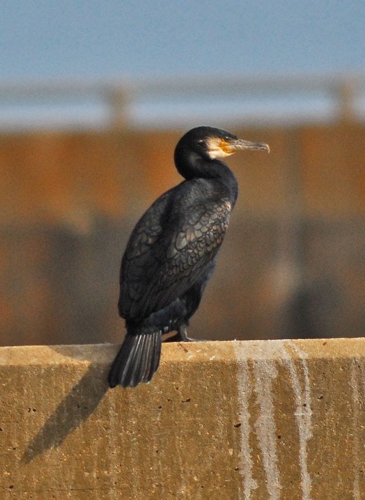 Great Cormorant - Bob Zaremba