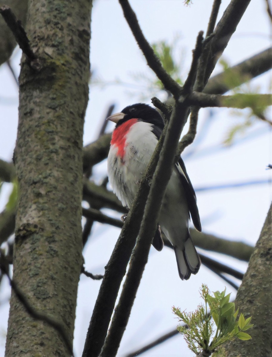 Rose-breasted Grosbeak - ML339945571