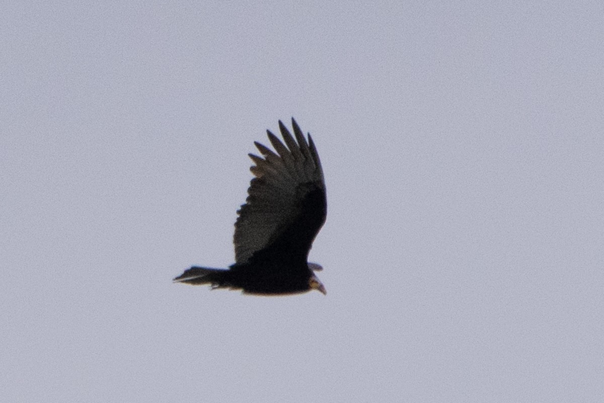 Lesser Yellow-headed Vulture - ML339945661