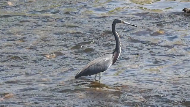 Tricolored Heron - ML339946471