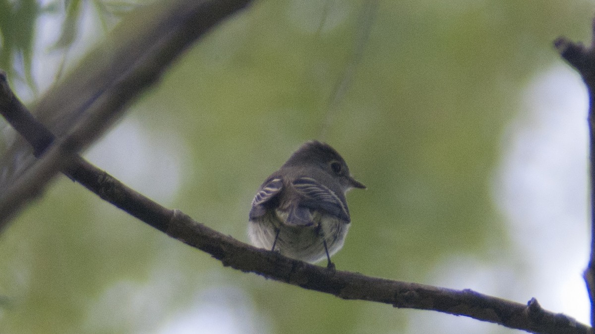 Least Flycatcher - Jasper Weinberg