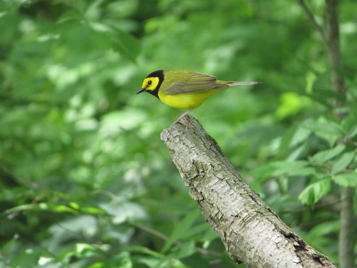Hooded Warbler - James Stammen