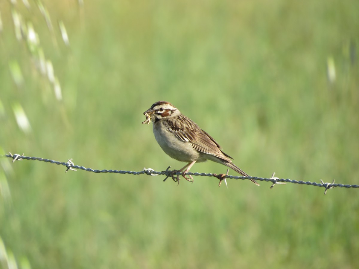 Lark Sparrow - ML339947481