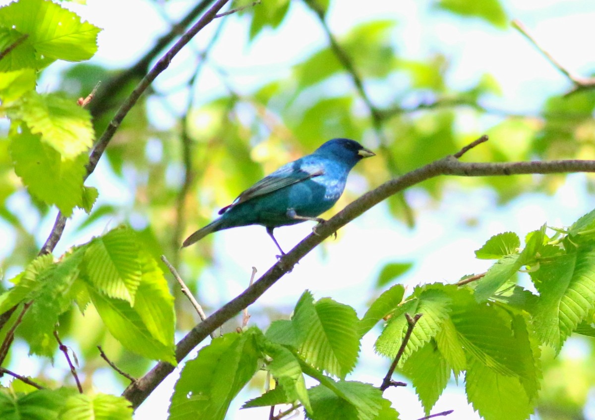 Passerin indigo - ML339949261