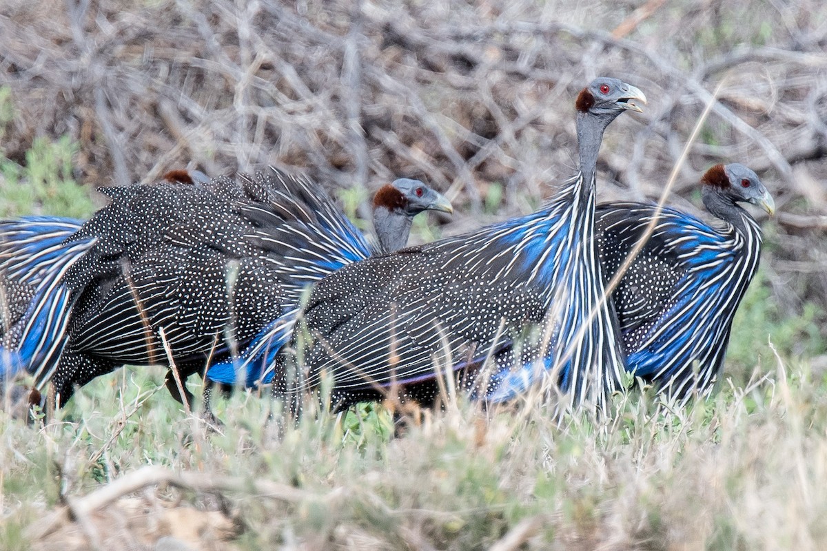 Vulturine Guineafowl - Nancy Christensen