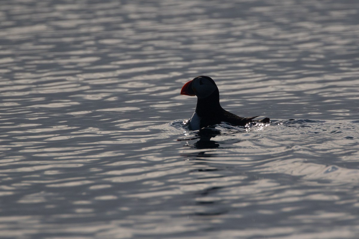 Atlantic Puffin - ML339949591