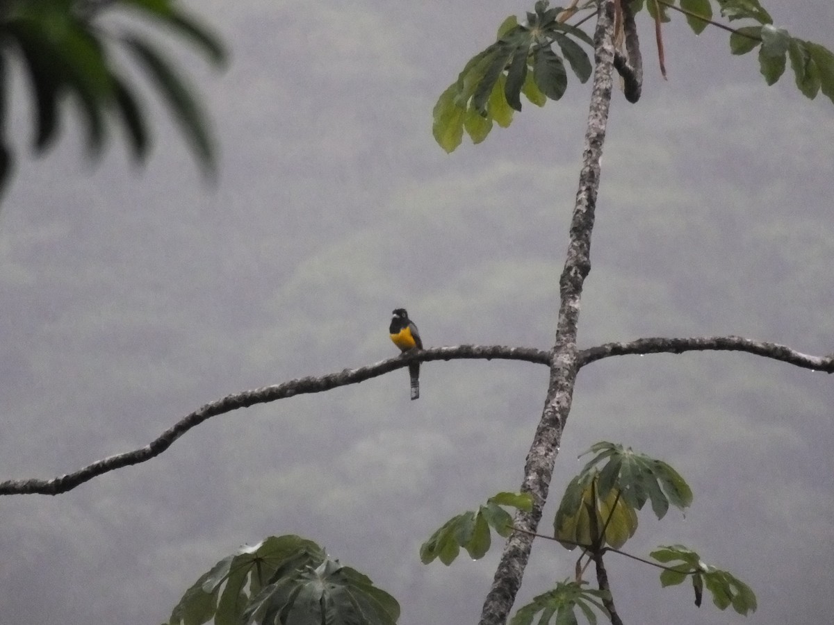 Gartered Trogon - ML33994971