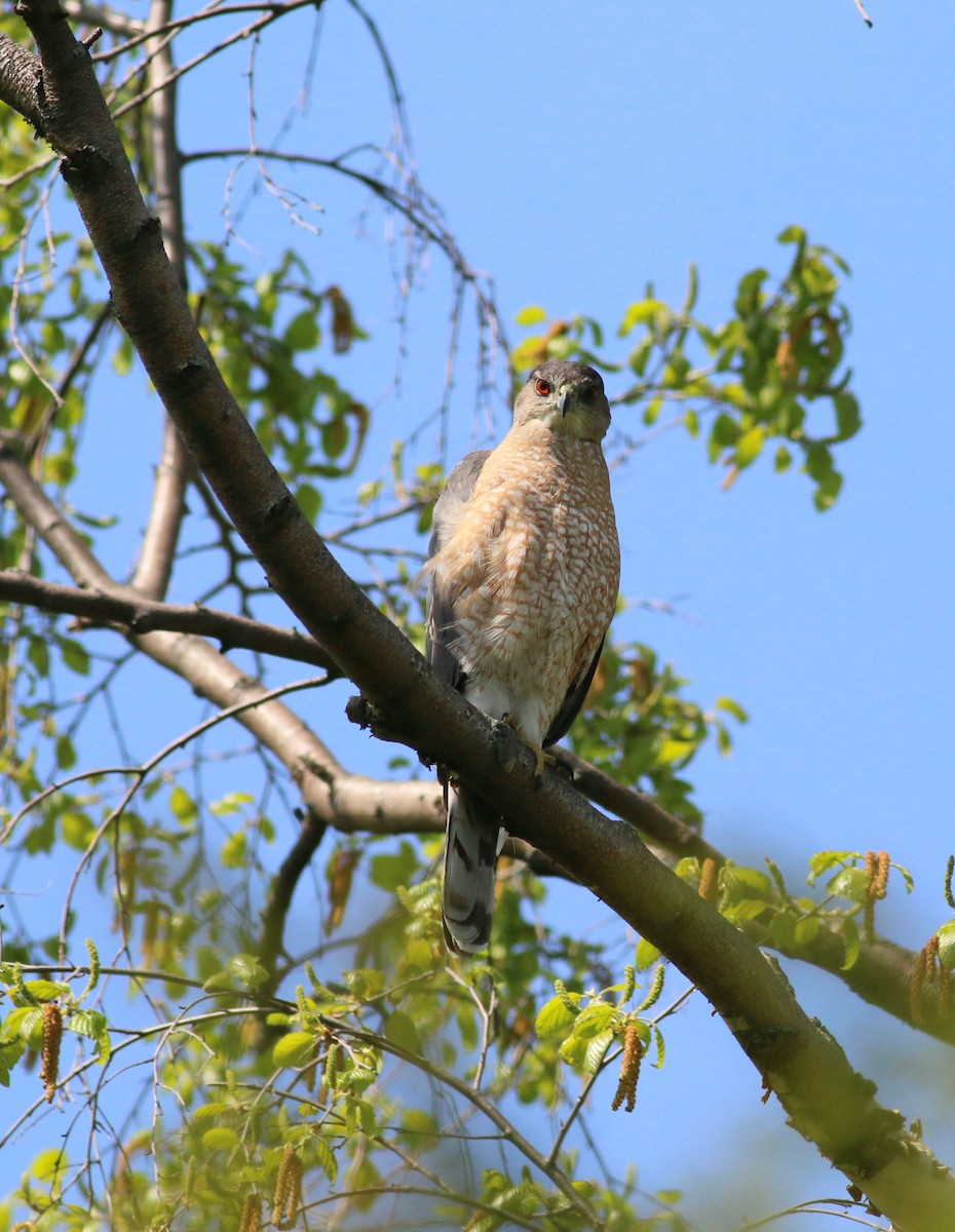 Cooper's Hawk - ML339950261