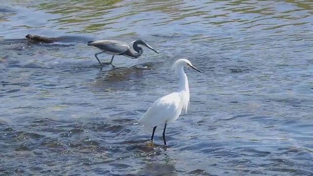 Tricolored Heron - ML339950521