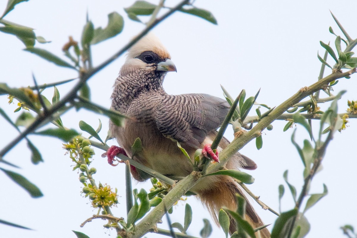 White-headed Mousebird - ML339950681