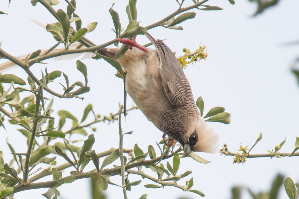 White-headed Mousebird - ML339950691