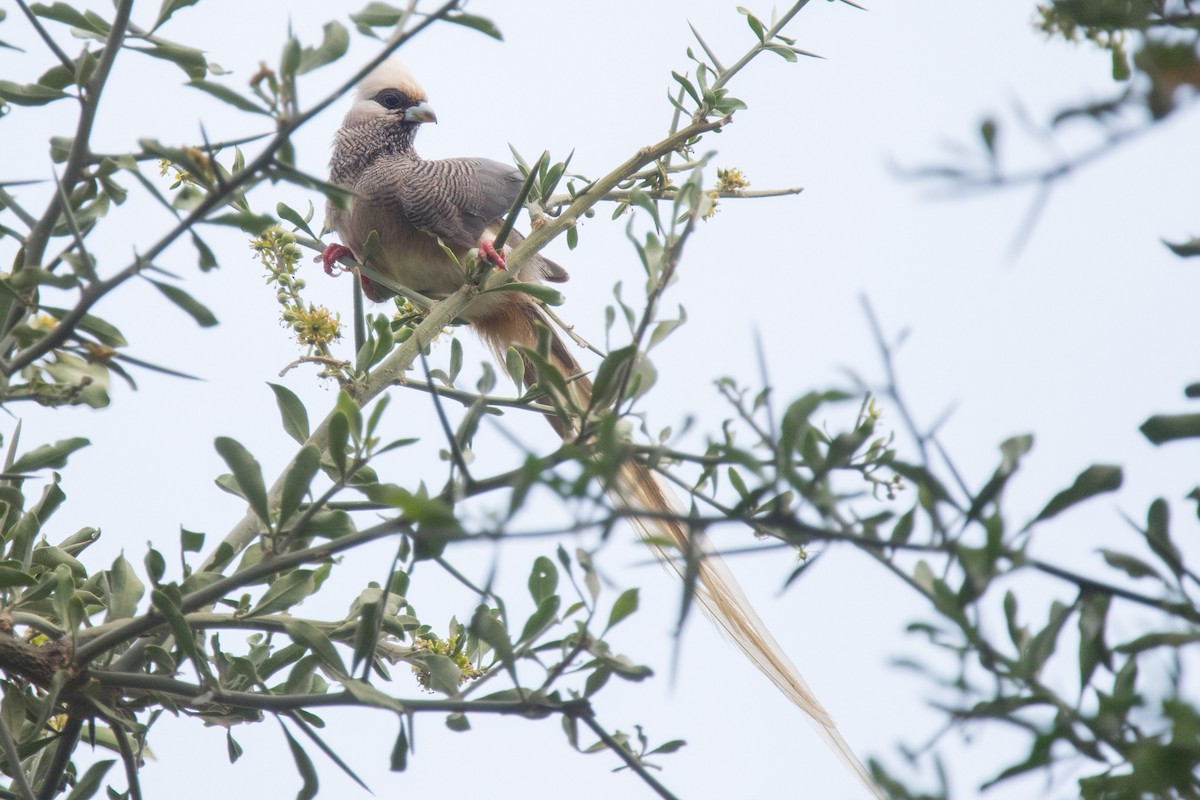 White-headed Mousebird - ML339950751
