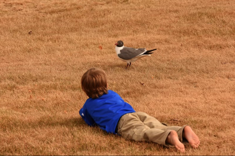 Laughing Gull - Alaska Historical Records