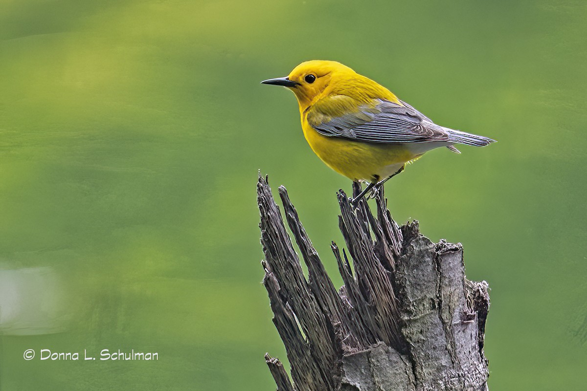 Prothonotary Warbler - ML339951881