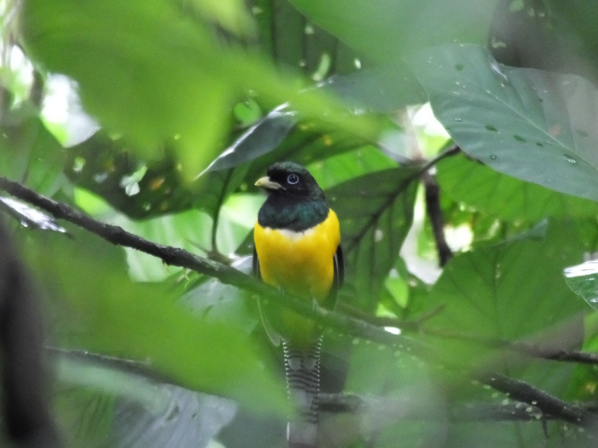 Northern Black-throated Trogon - ML33995241