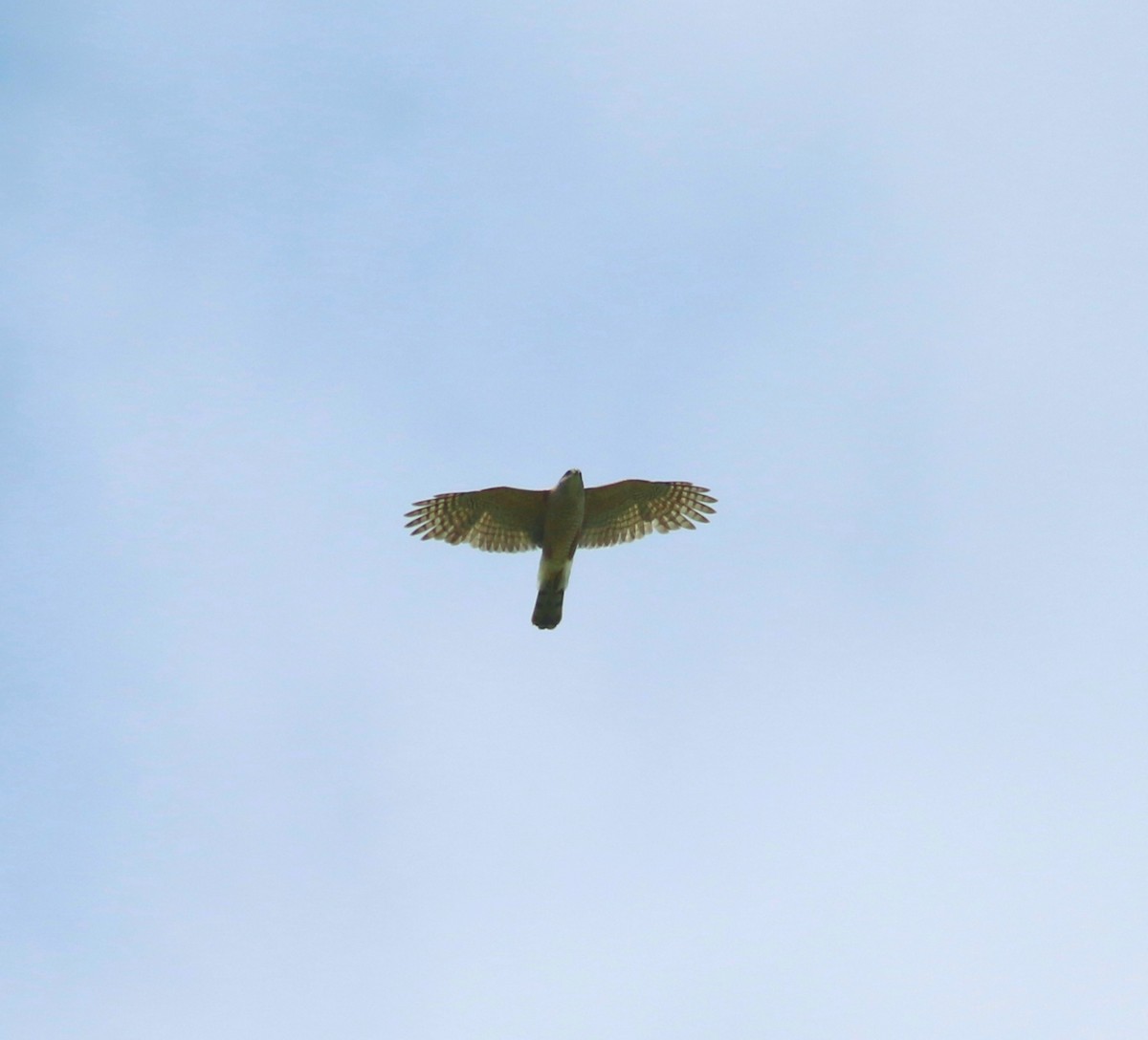 Cooper's Hawk - ML339952571