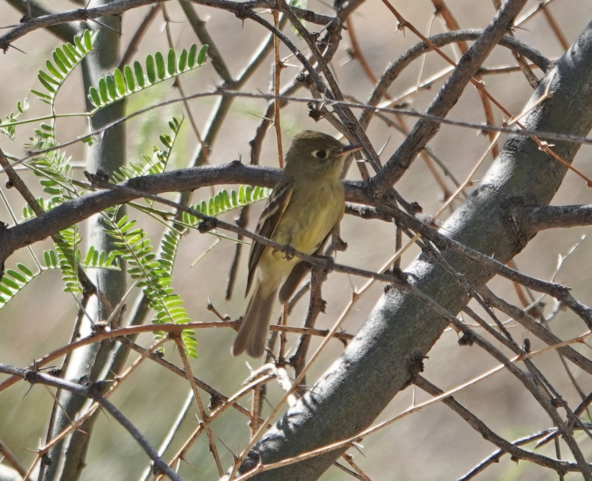 Western Flycatcher (Pacific-slope) - ML339955671