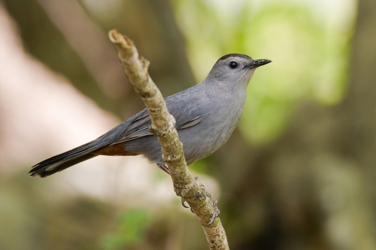 Gray Catbird - Grace C