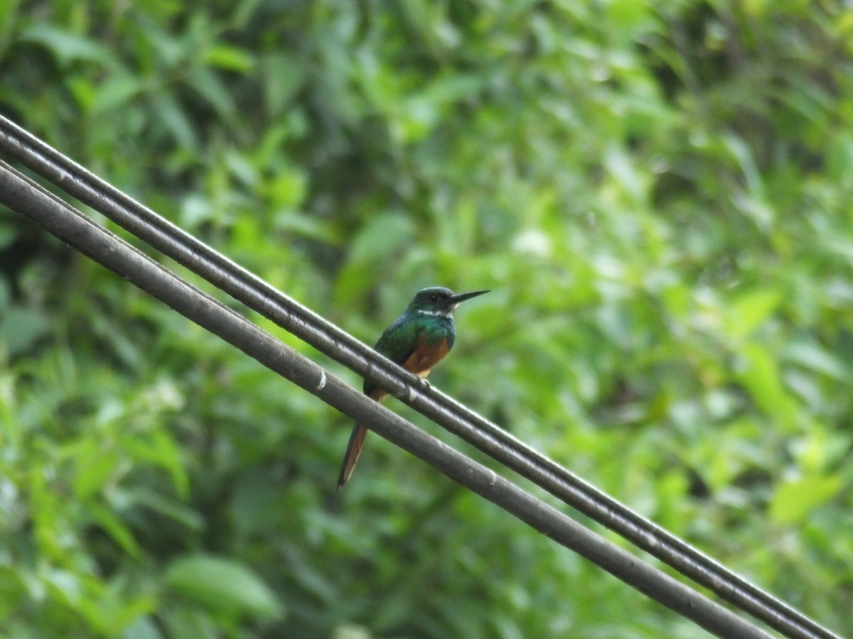 Rufous-tailed Jacamar - ML33995651