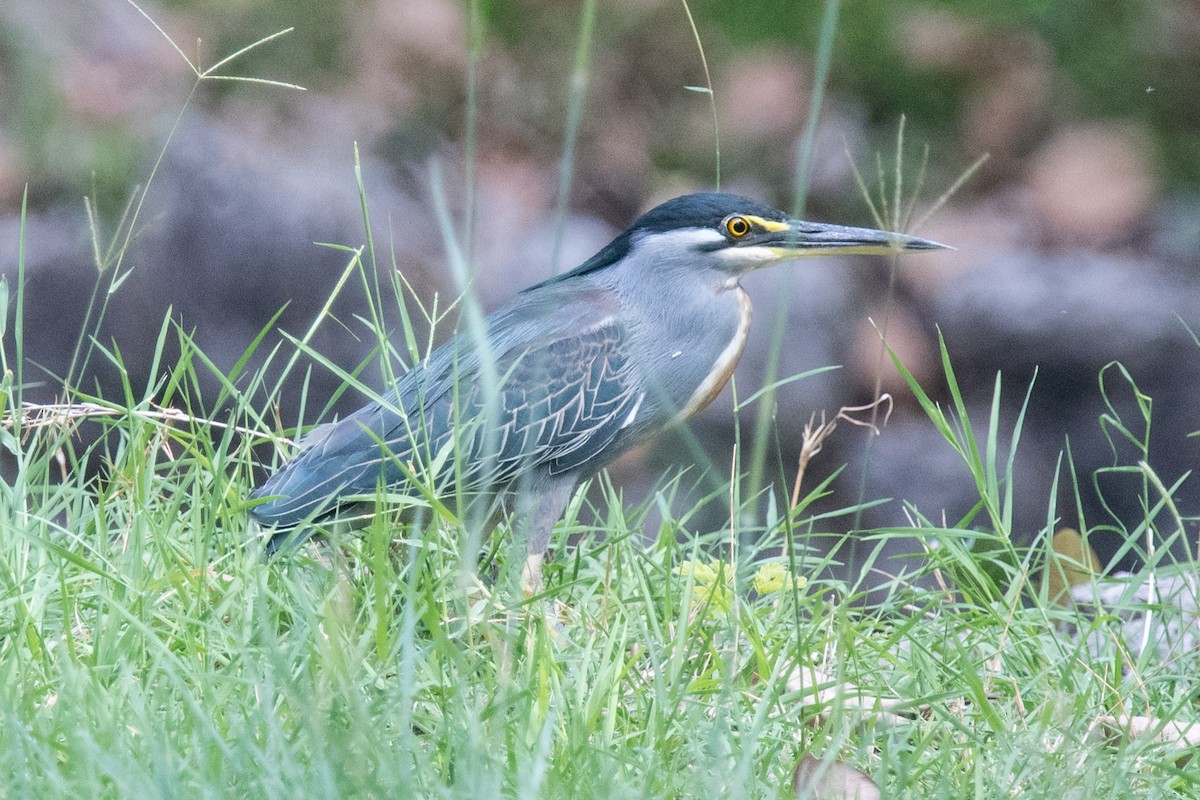 Striated Heron - ML339956871